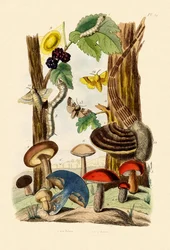 Hongos, 1833-39
